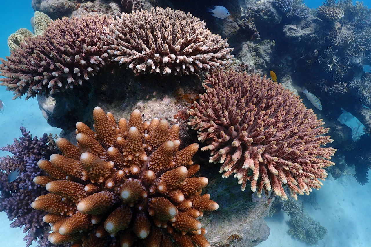 The mature planted corals in 2021. Credit: Wavelength Reef Cruises