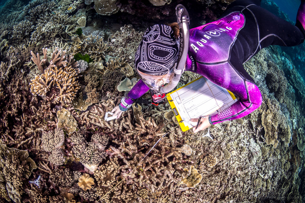 Field participant placing a coral aquaculture deployment device as part of training (Credit: Matt Curnock)