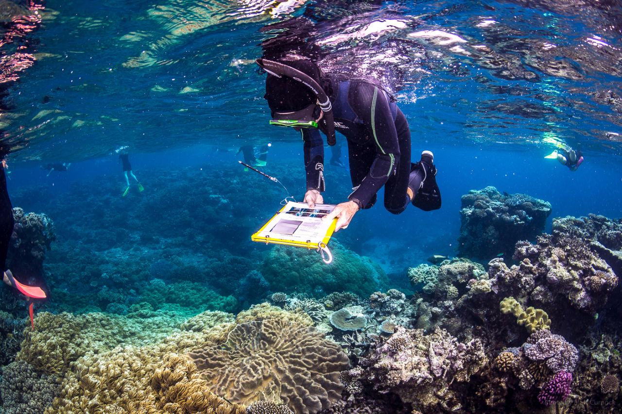 Participant in-water at Moore Reef as part of a field day. (Credit: Matt Curnock)