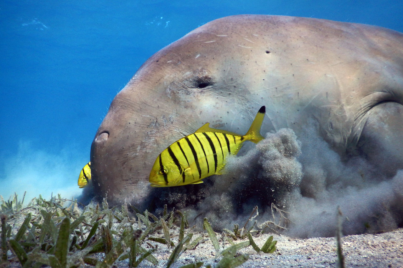 Seagrass meadows are critical feeding grounds for our Reef’s largest grazers like dugongs. Credit: Ocean Image Bank