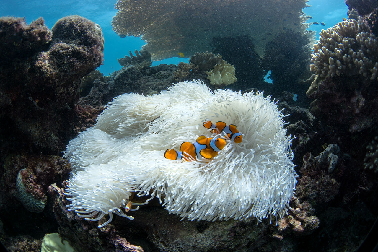 Coral bleaching on the Great Barrier Reef. Credit: The Ocean Agency / Ocean Image Bank.