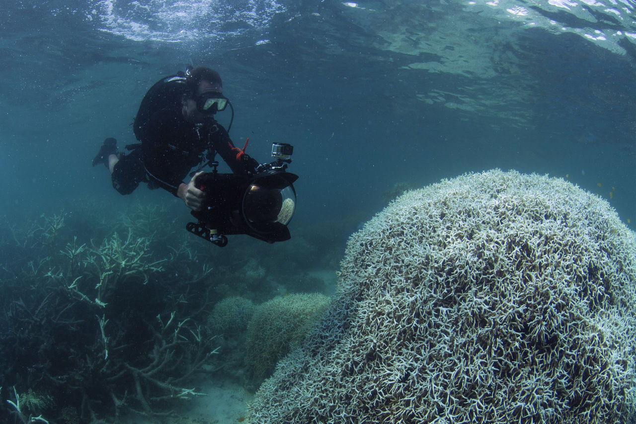 Back-to-back bleaching events means our Reef struggles to recover naturally. Credit: The Ocean Agency