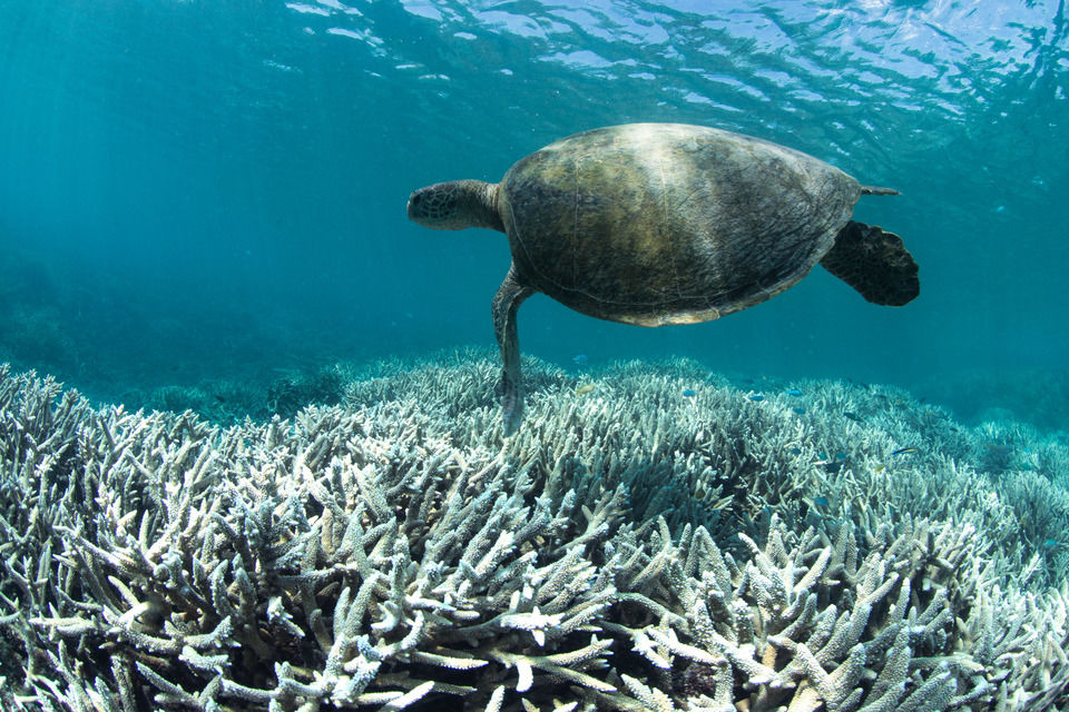 Green turtle swimming over bleached acropora coral. Credit: Christophe Bailhache / Underwater Earth.