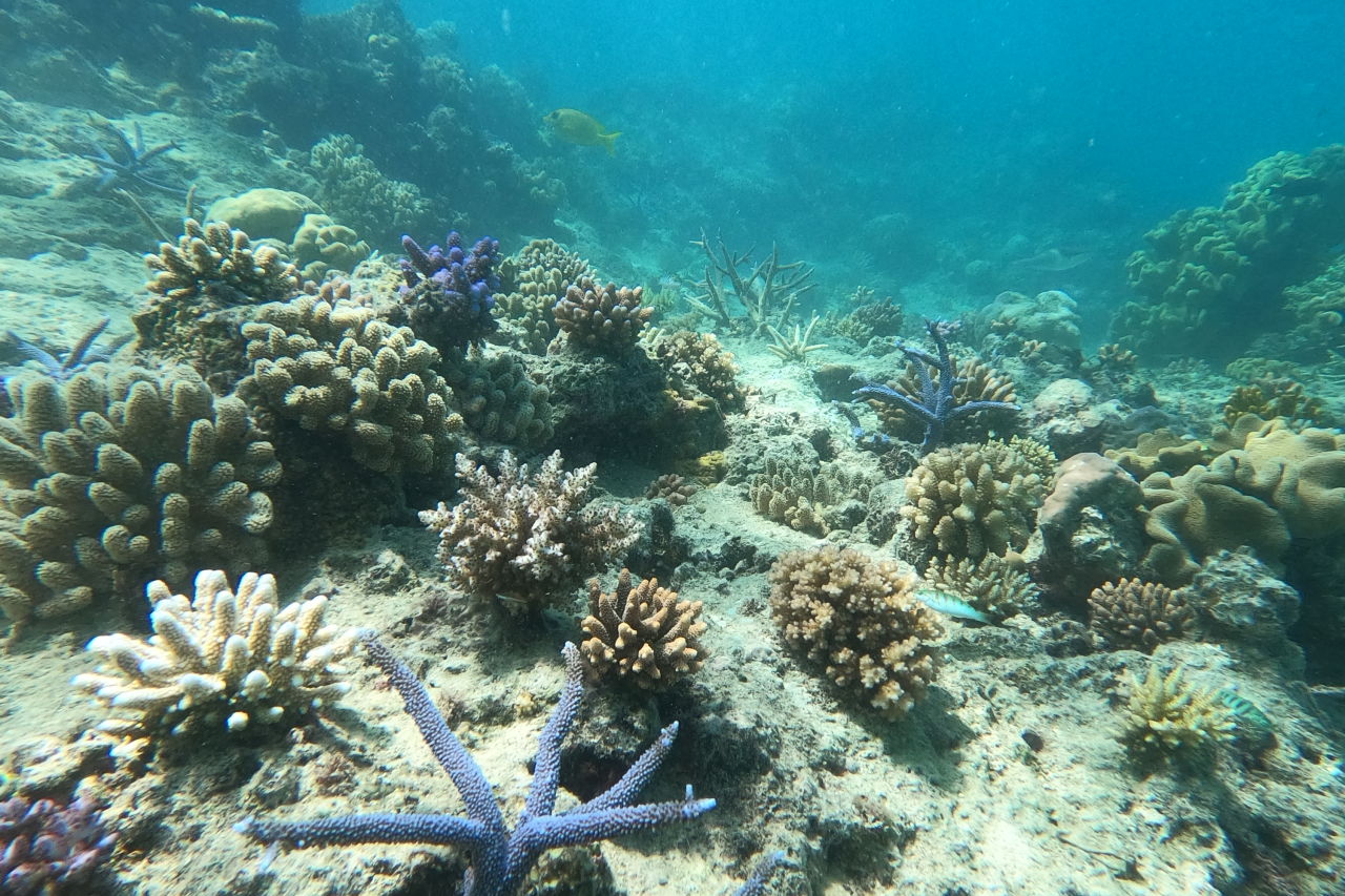 The program has so far transplanted more than 50,000 corals onto the Reef. Credit: Coral Nurture Program