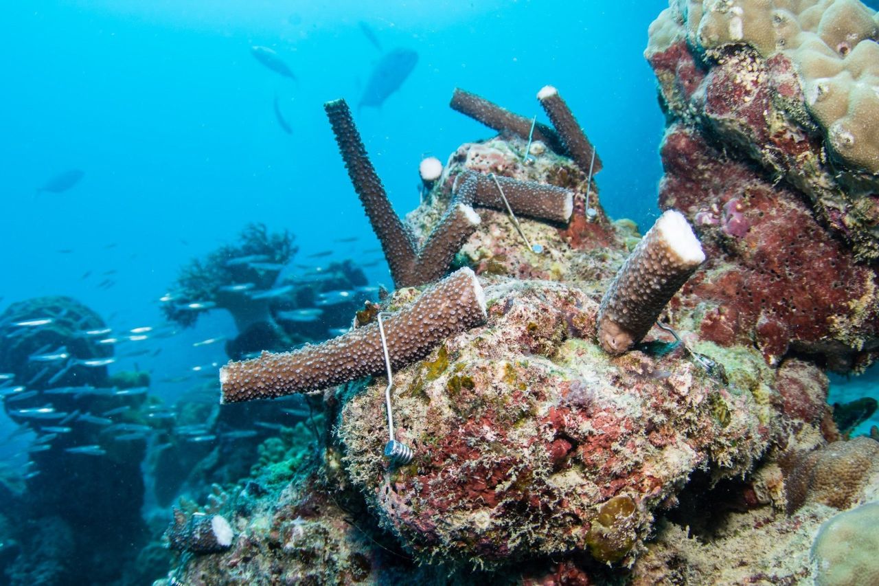 Outplanted corals. Credit: Wavelength Reef Cruises