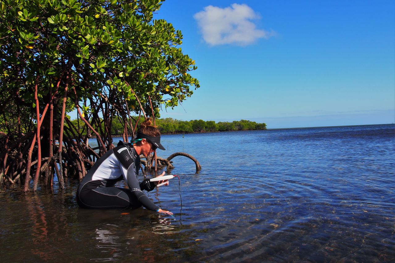 Emma discovered corals living in mangrove lagoons where the water was warmer and more acidic. Supplied: Emma Camp