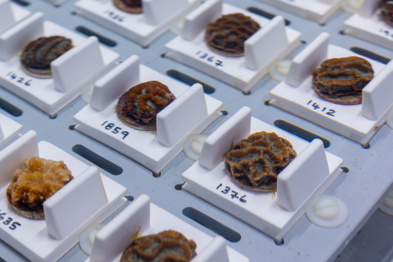 Coral fragments undergoing heat stress testing at the National Sea Simulator in Townsville. 