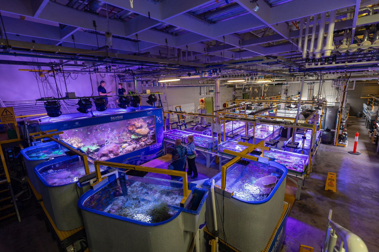 The Australian Institute of Marine Science's National Sea Simulator in Townsville coral aquaculture facilities.