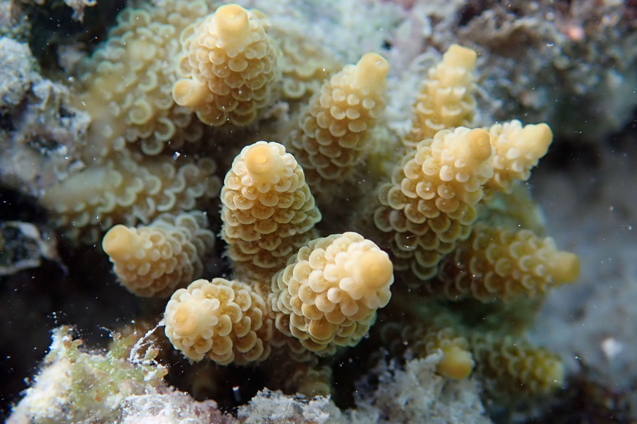 Young coral growth. Credit: Peter Harrison 