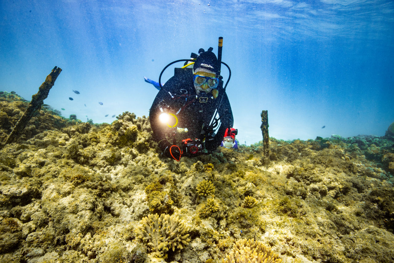 The 2016 Coral IVF babies have grown to dinner plate size. Credit: Southern Cross University