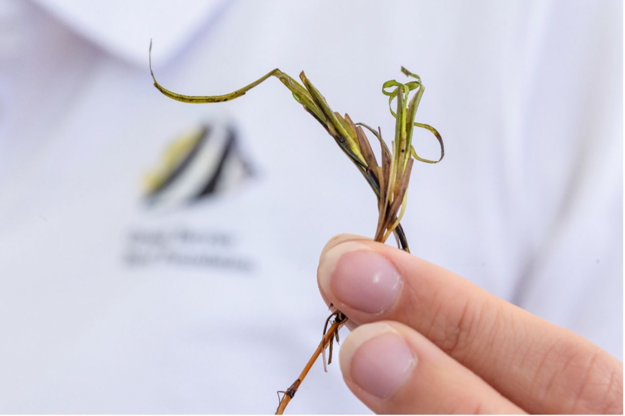 Close up of a hand holding a seagrass flower during a volunteer event.