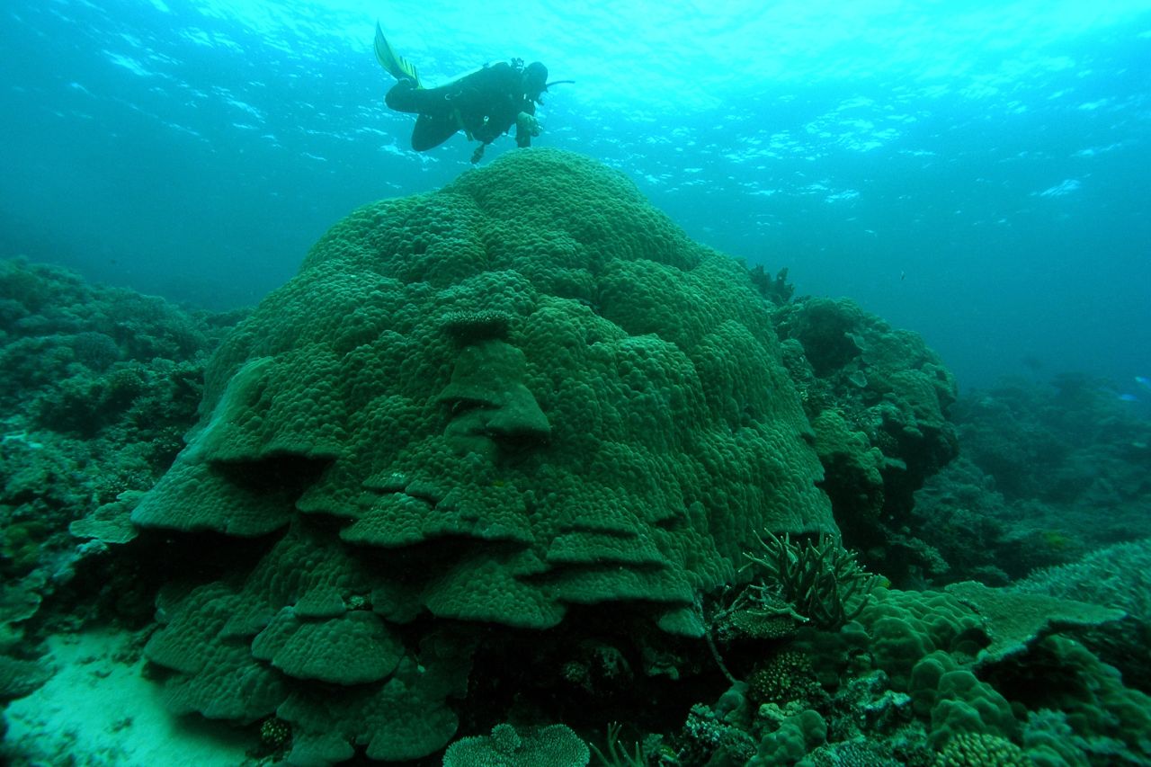 Porites Lutea is a heat tolerant and significant reef-building species 📸 Eric Matson