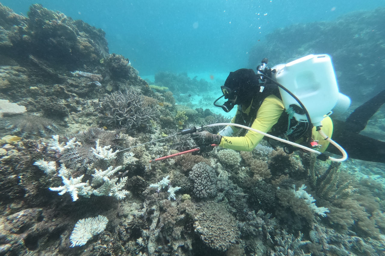 Undertaking COTS culling at Heron Island Reef, Capricorn Bunker group. Credit: Flying Fish V crew/Elizabeth O’Connor