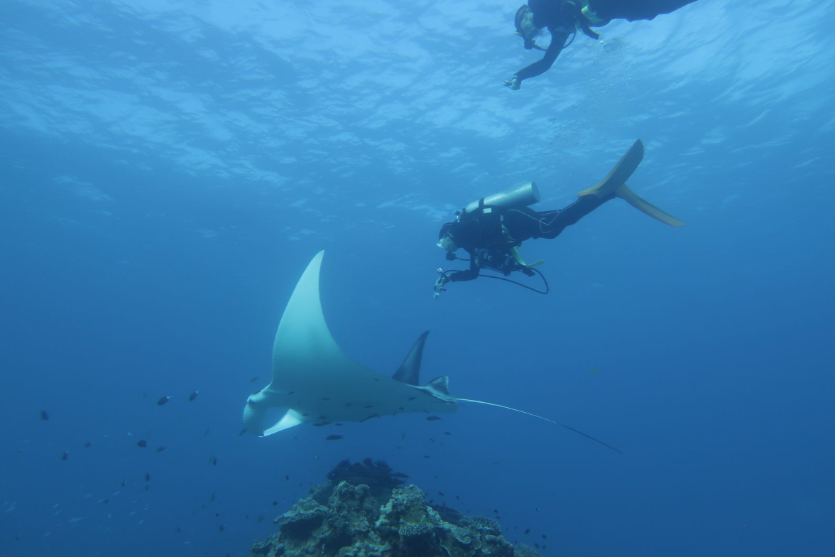 A scuba diver approaches a manta ray from behind to take an ultrasound.