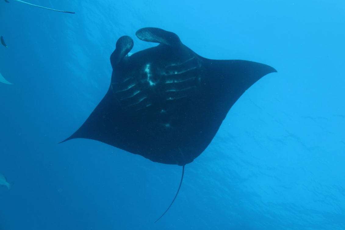 A manta ray swims overhead.