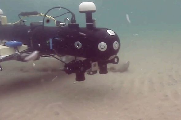 Ulysses Mako UUV driving over the seabed to deliver N. muelleri seeds into the sediment. Credit: Ulysses Ecosystems Engineering.