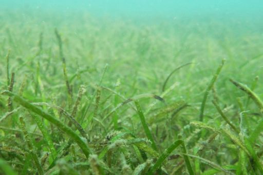 A meadow of N. muelleri, a target species for seagrass restoration. Credit: Ulysses Ecosystems Engineering.