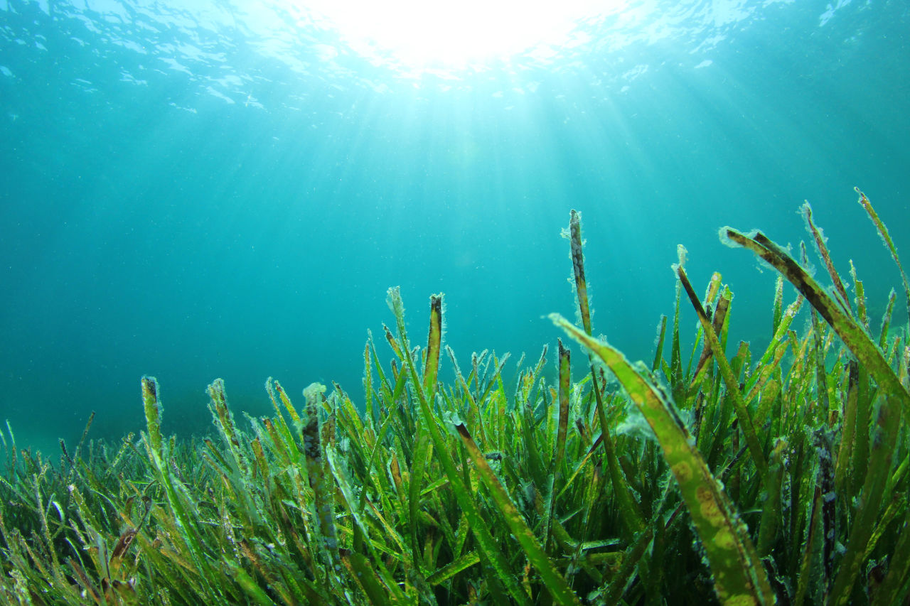 Seagrass absorbs and stores carbon, helping combat climate change. Credit: GBRMPA