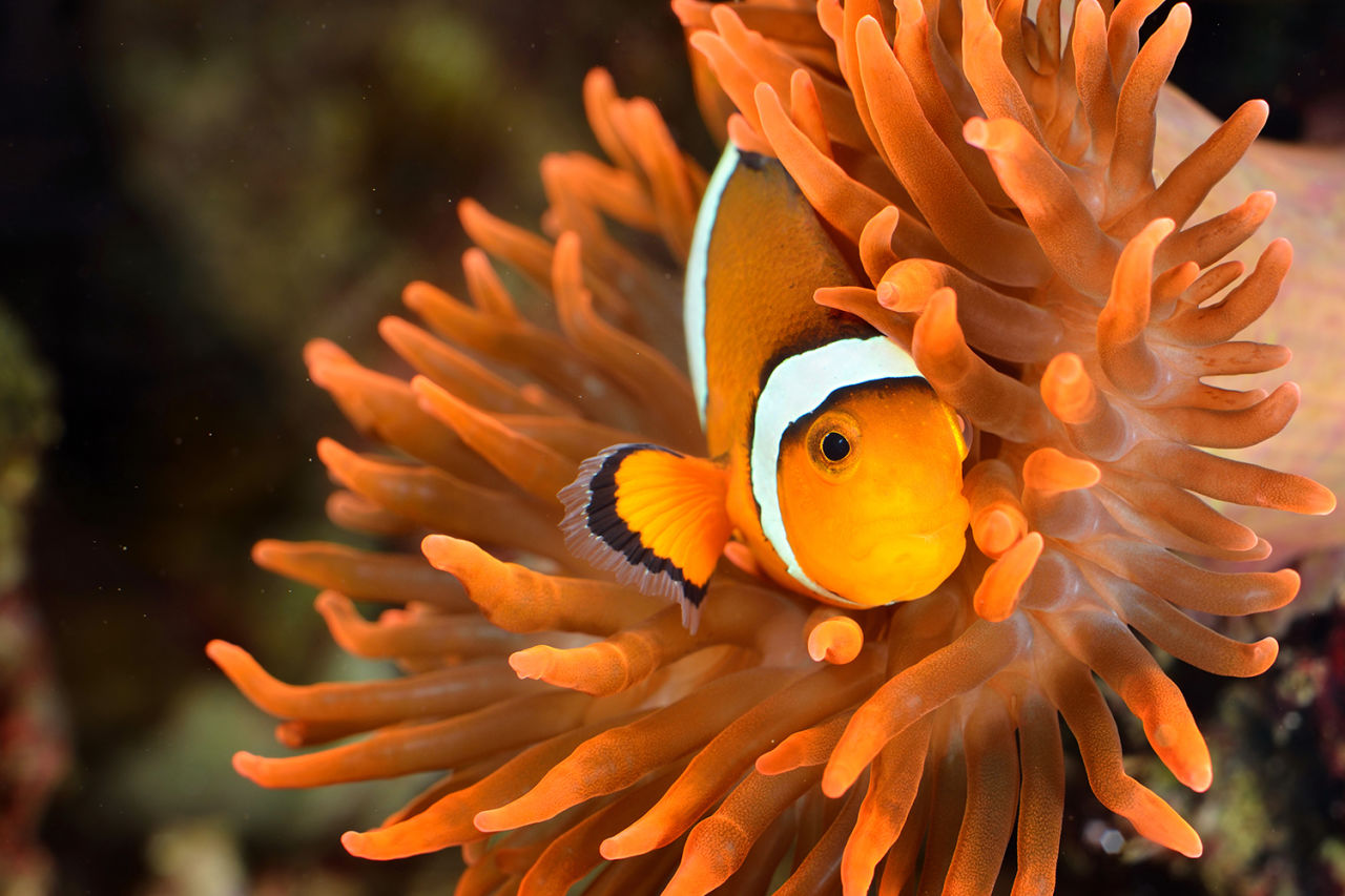 Clownfish and anemones have a mutually beneficial relationship.