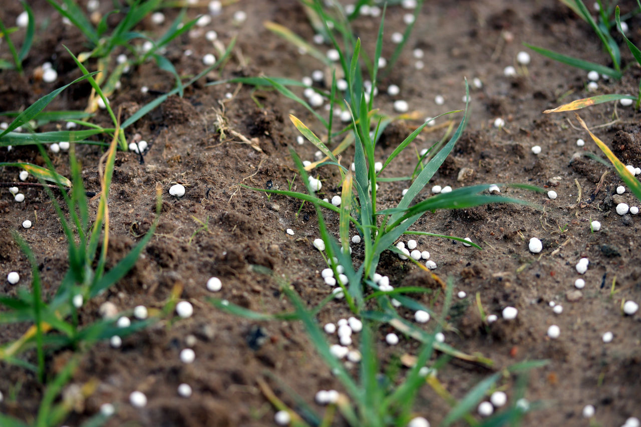 Nutrients in fertilisers, notably nitrogen and phosphorous, can harm Reef health if washed into waterways.