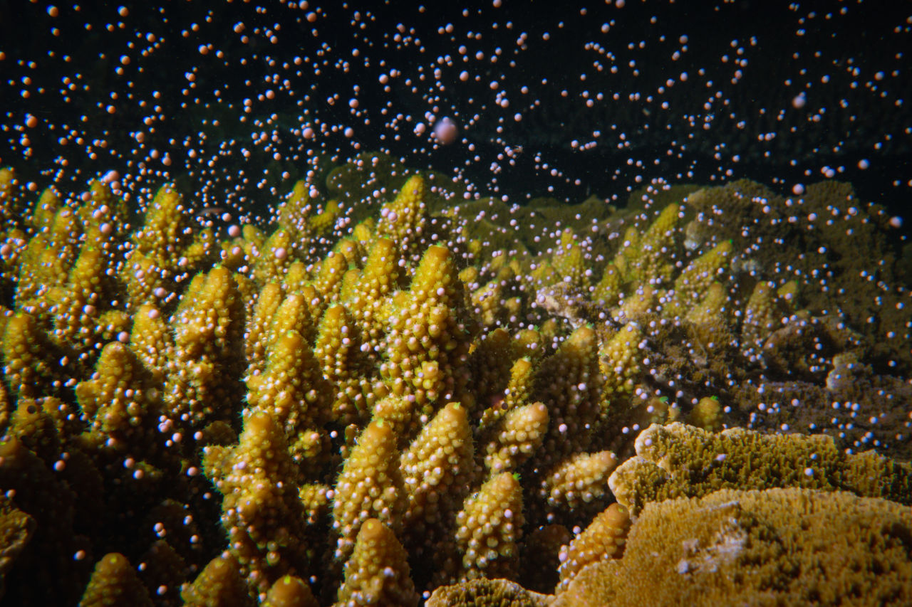 Coral spawning at Magnetic Island, a World Heritage site.
