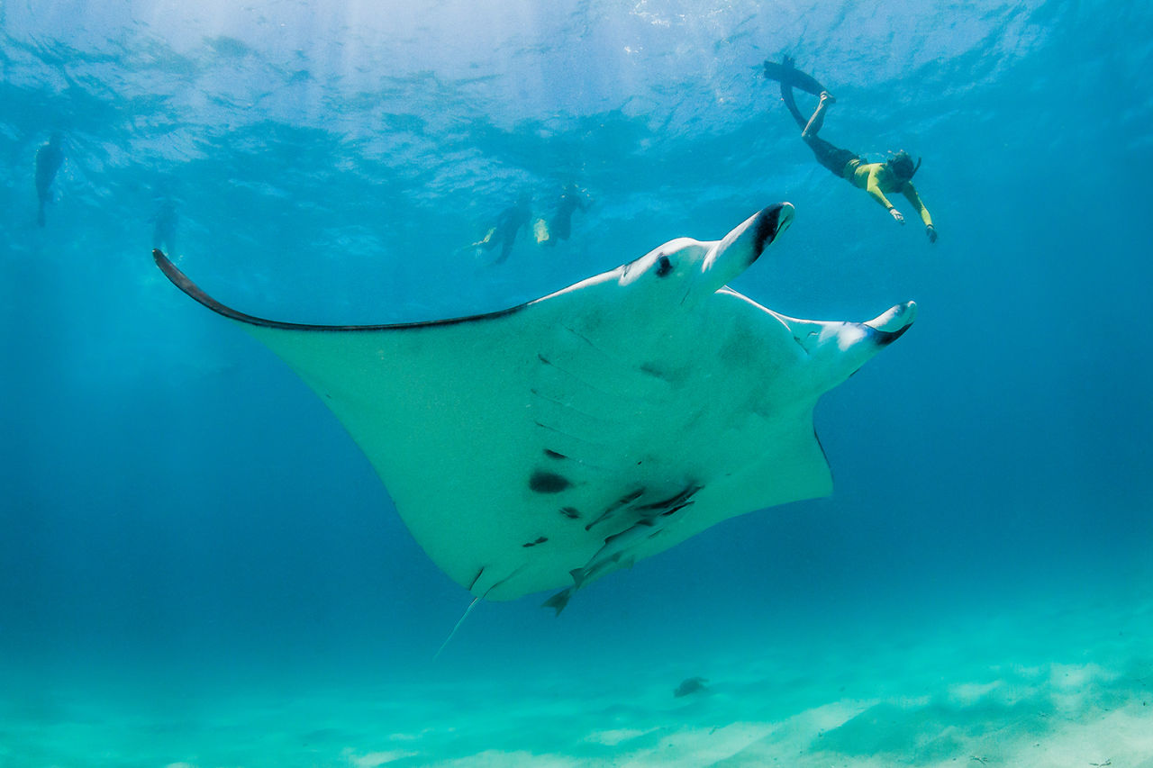 Swimming with manta rays is a bucket list experience for many Reef visitors.