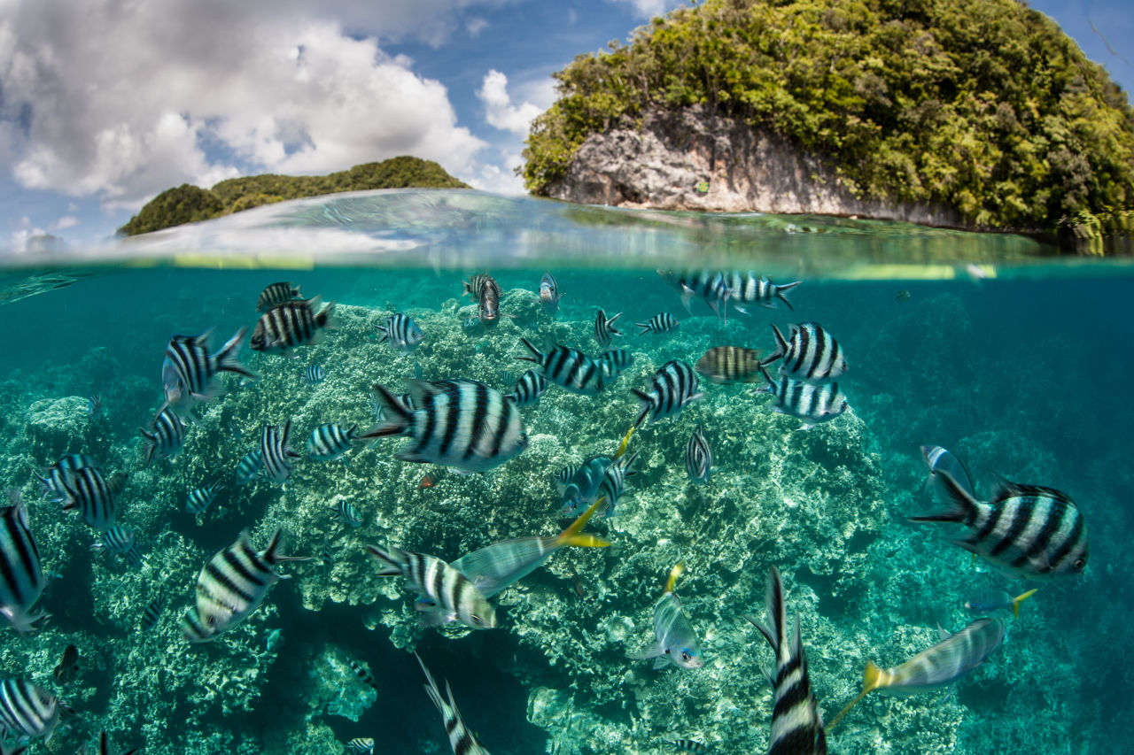 Damselfish swimming in the shallow water around Palau's Rock Islands.