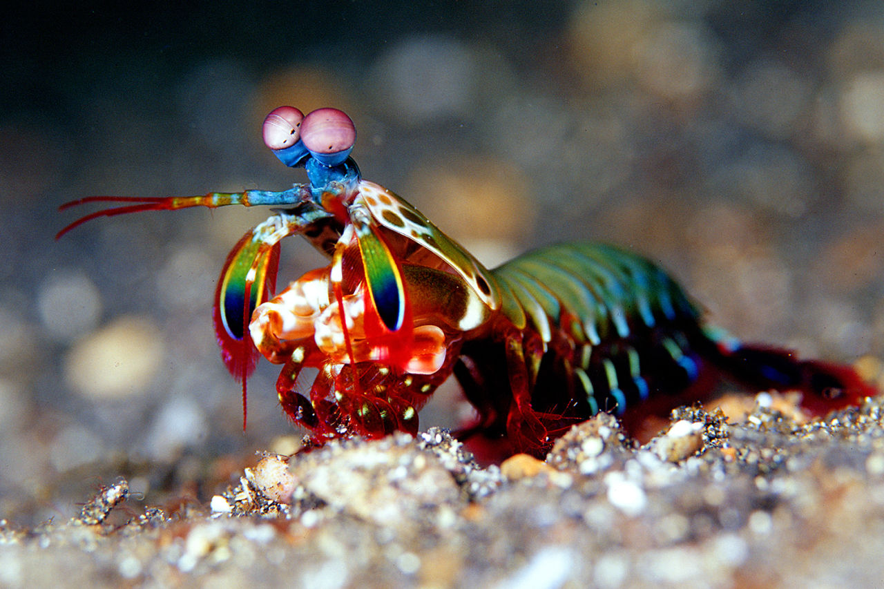 Mantis shrimp help recycle nutrients, aid ventilation and enhance water circulation.