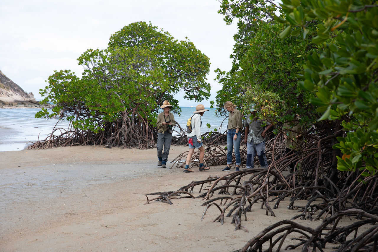 A MangroveWatch program is recording the island's first baseline information to understand threats to wetland habitats. Credit: Ben and Di.