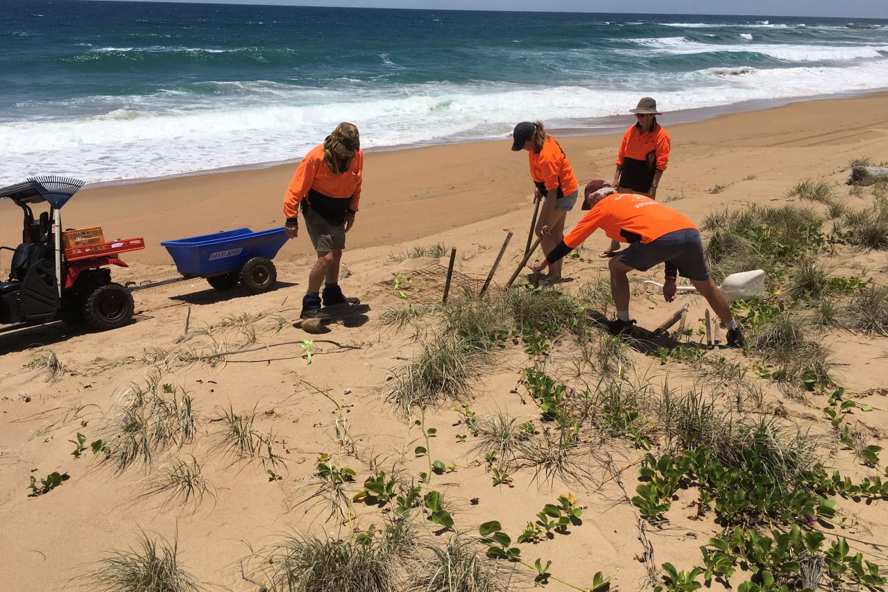 Volunteers help cover a new turtle nest with mesh to protect it from predators. Credit: Nev & Bev McLachlan