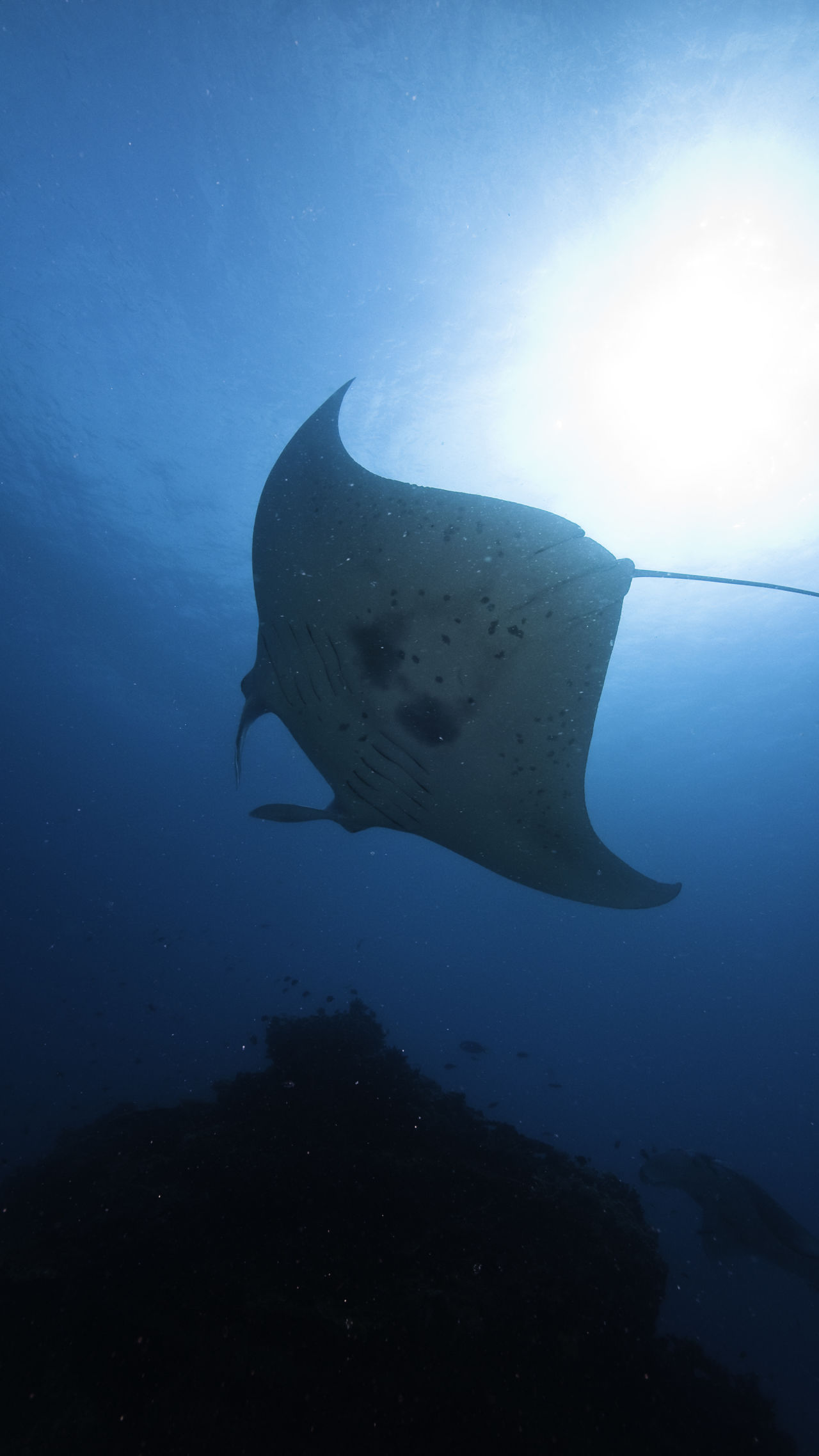 15 Manta Ray Facts that Answer Everything You Wonder About Them