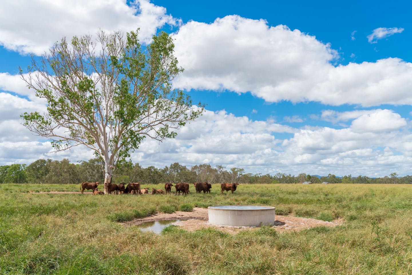 Beef cattle production which accounts for 75% of land use in the Fitzroy region. Image Fitzroy Basin Association