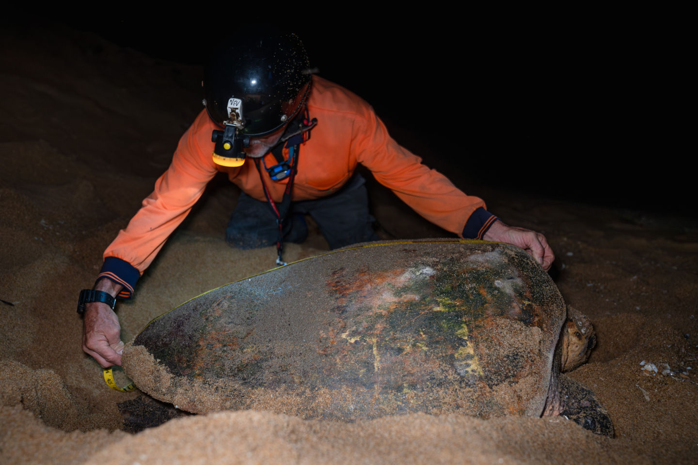 Nev measuring the carapace of a nesting loggerhead turtle. Credit: Ben and Di