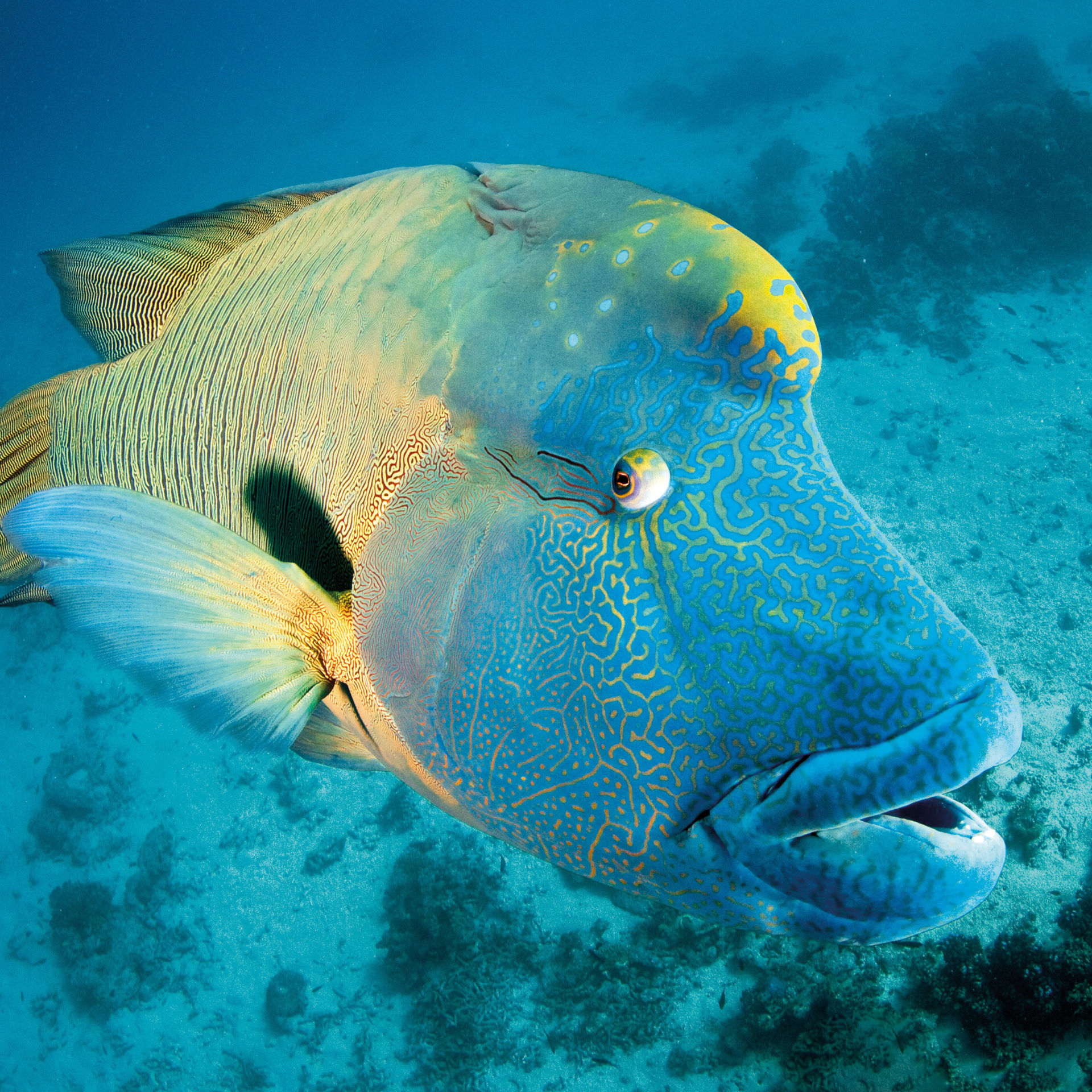 3. Maori Wrasse