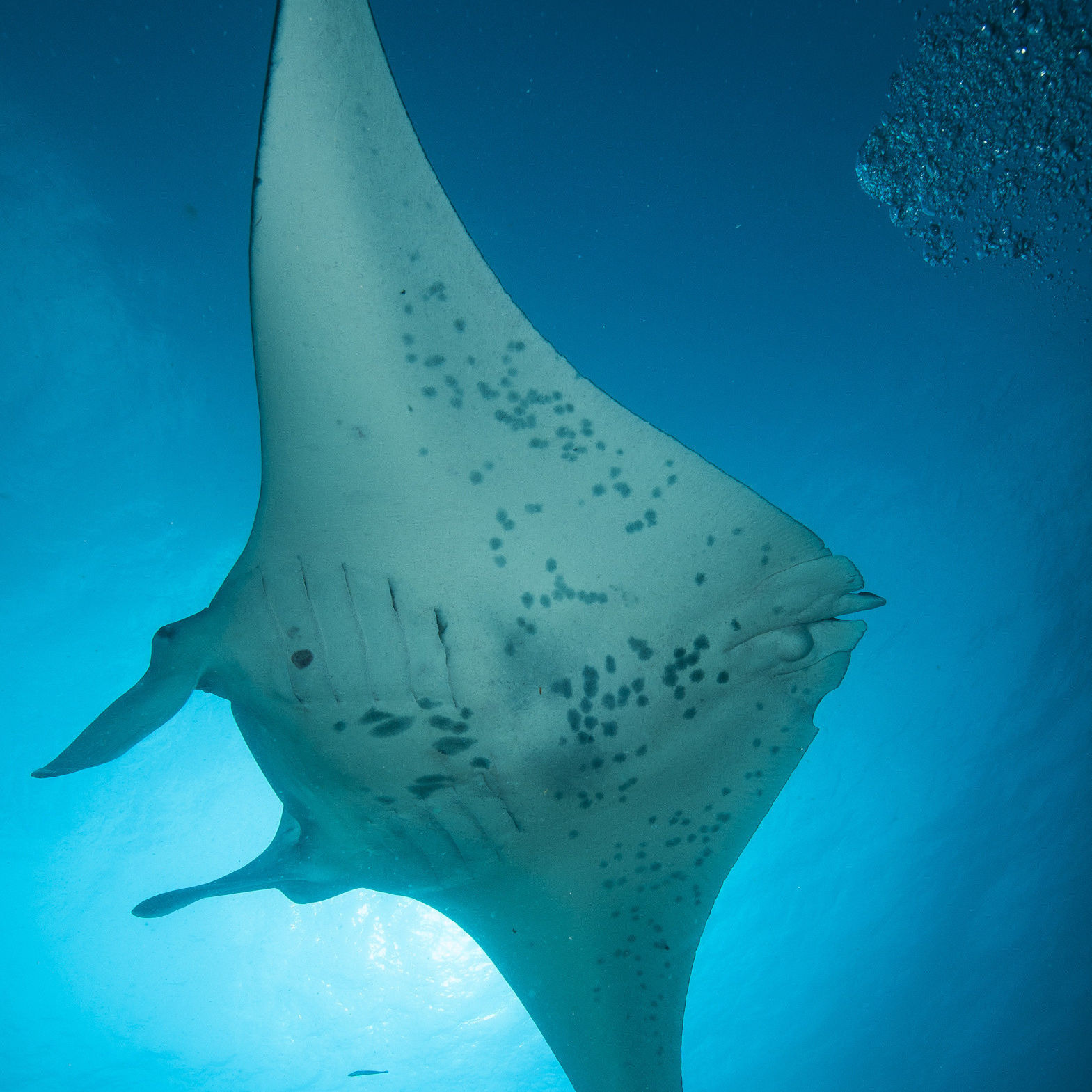 2. Manta Ray