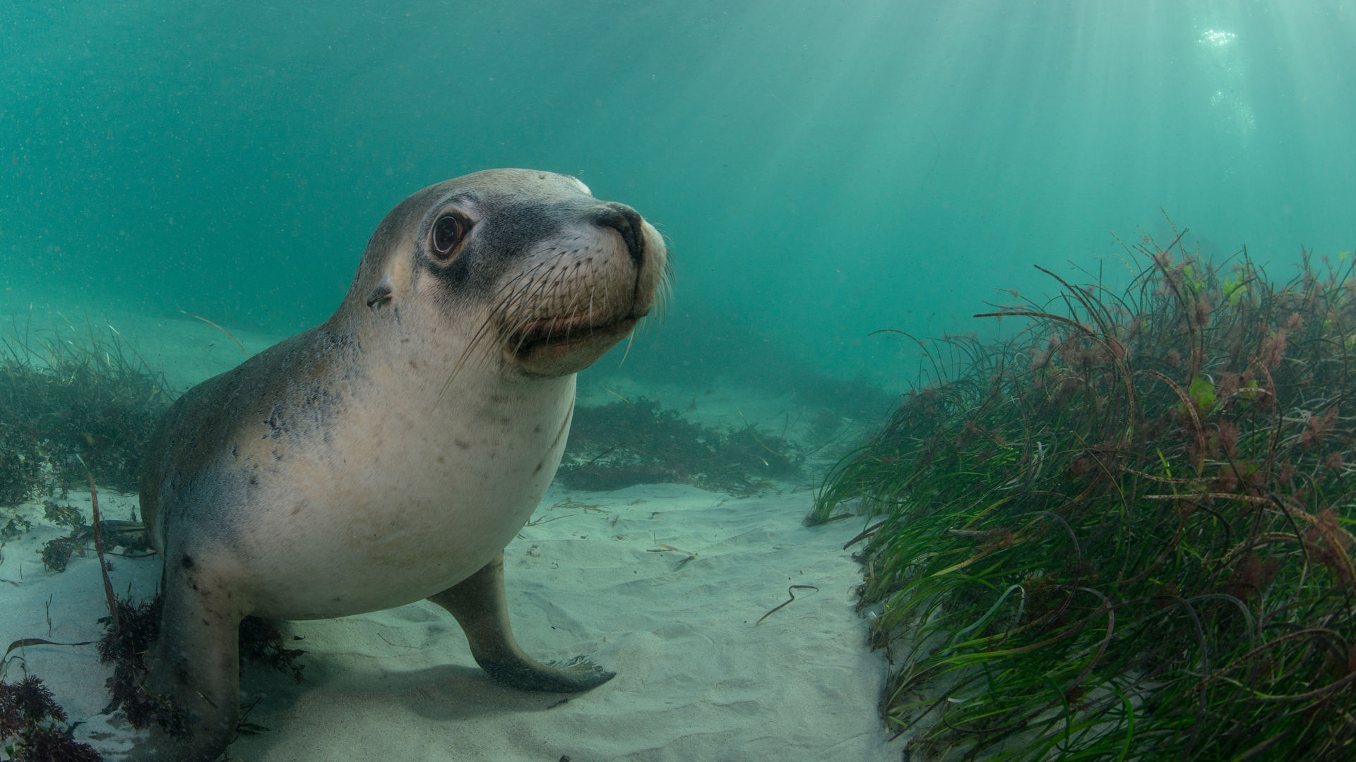 Australian Fur Seal, Hopkins Island, South Australia
