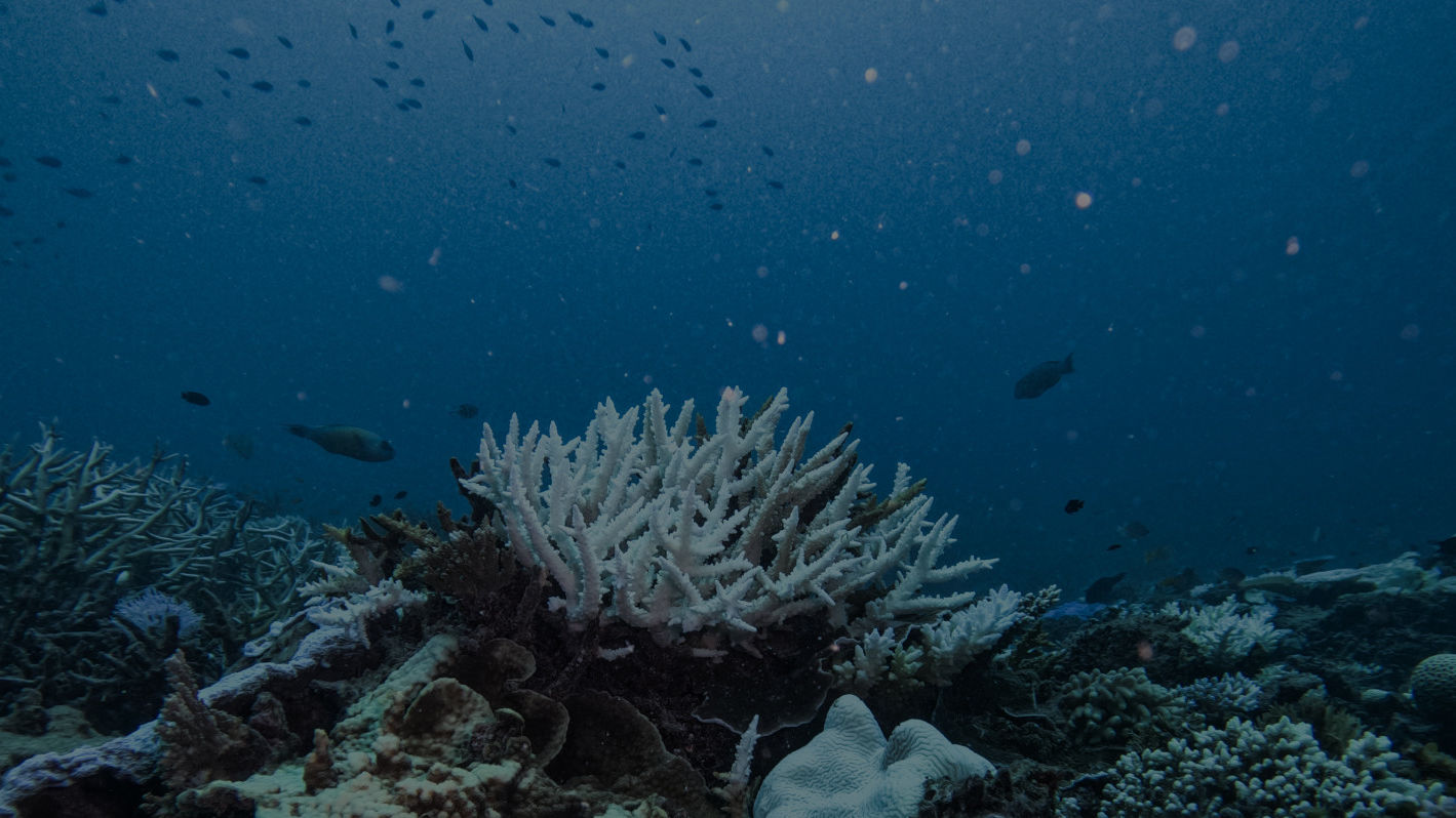 Repair a Reef
