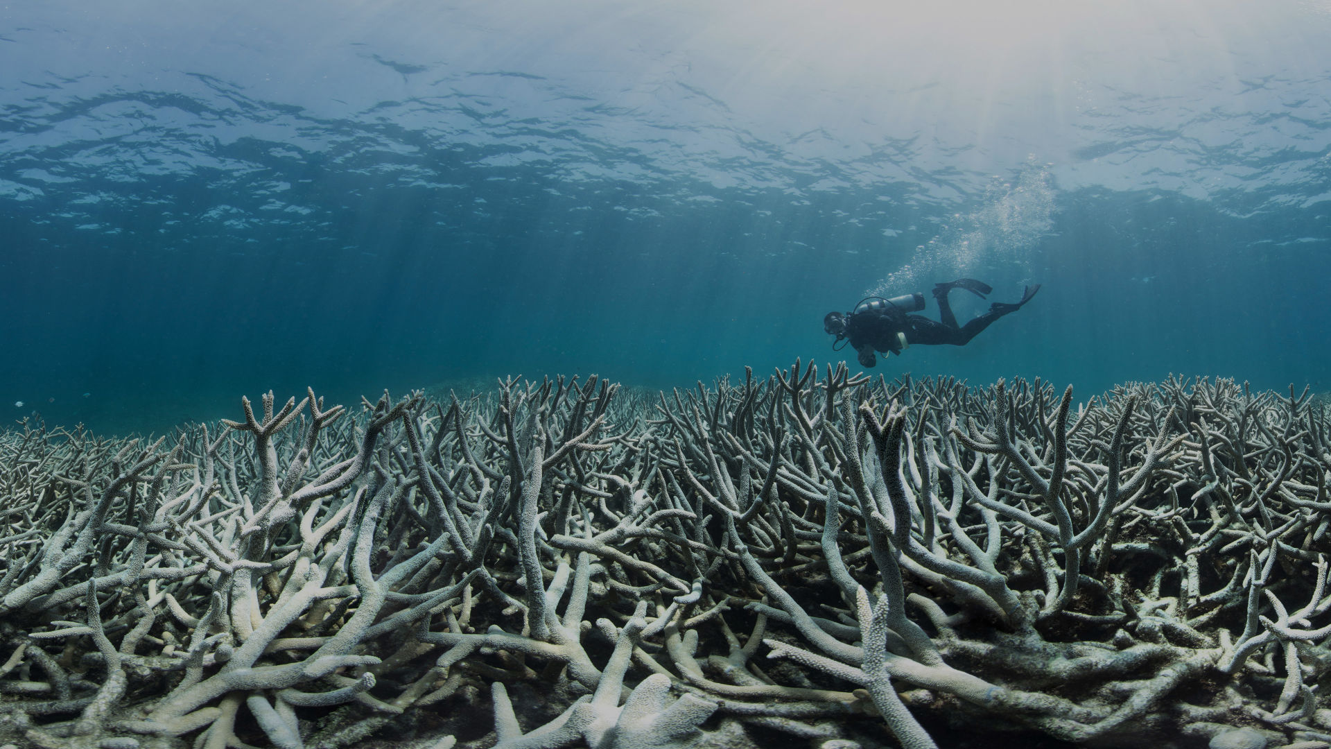 Climate Change - Great Barrier Reef Foundation - Great Barrier