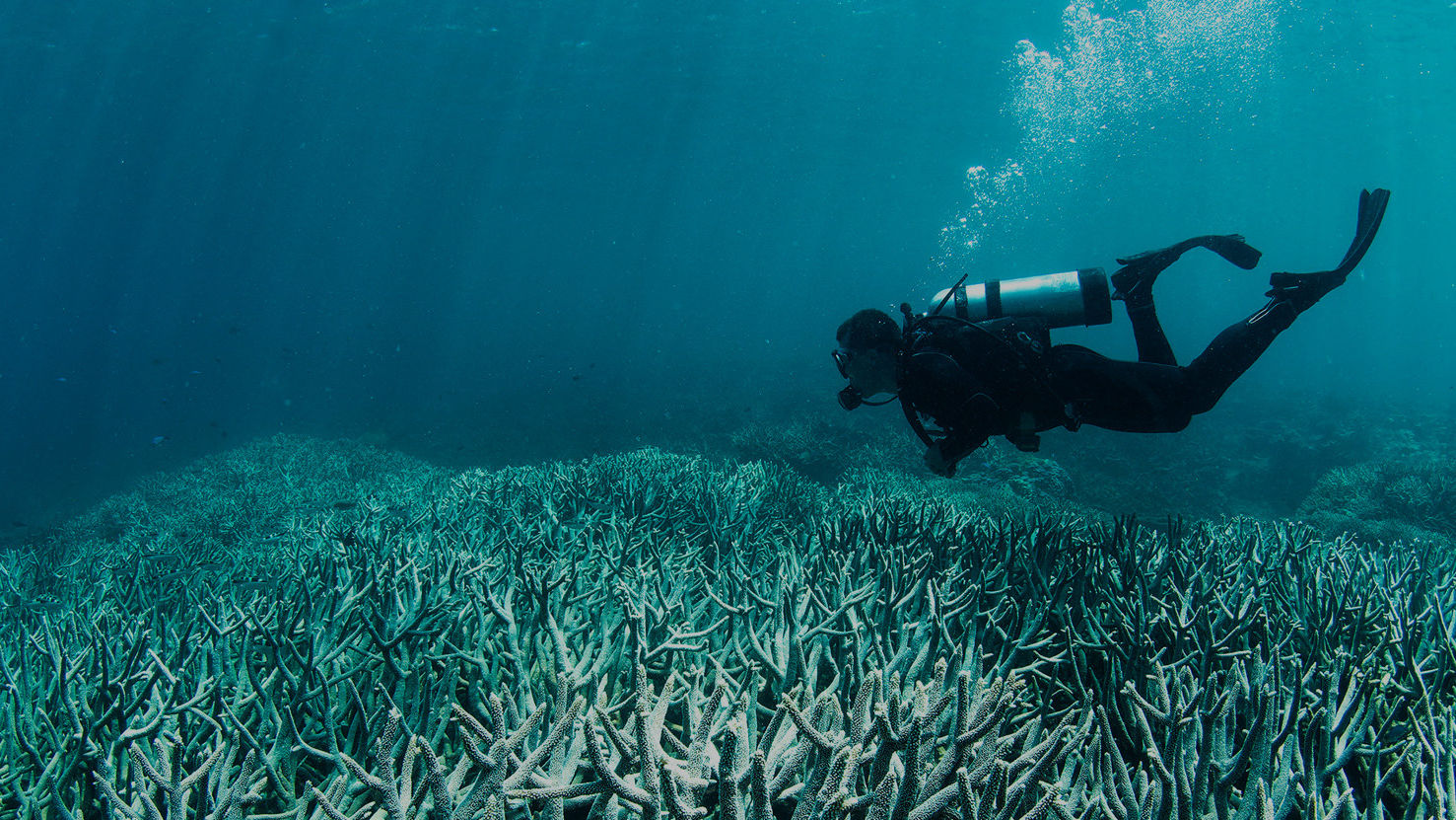 Coral bleaching at Lizard Island