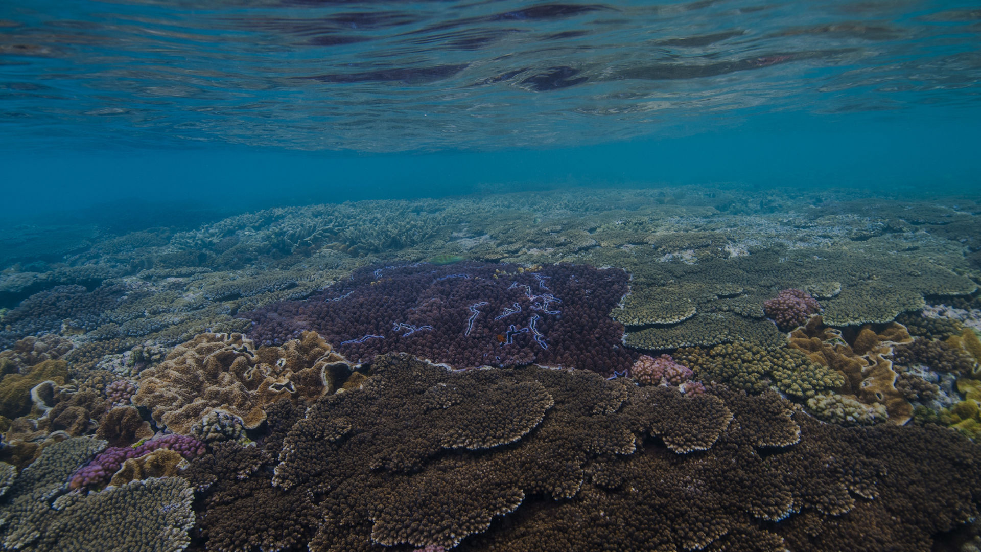 An underwater healthy coral reef below the ocean surface.
