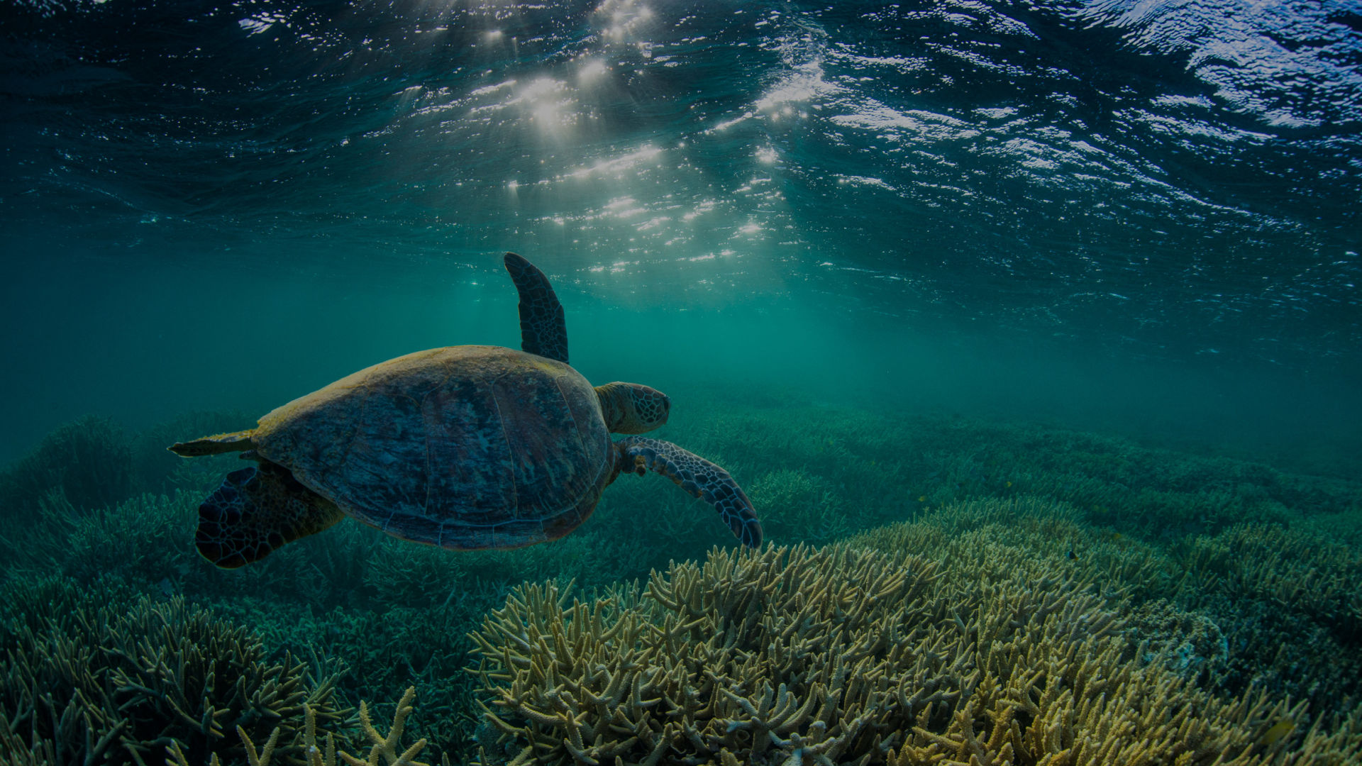 The Reef - Great Barrier Reef Foundation