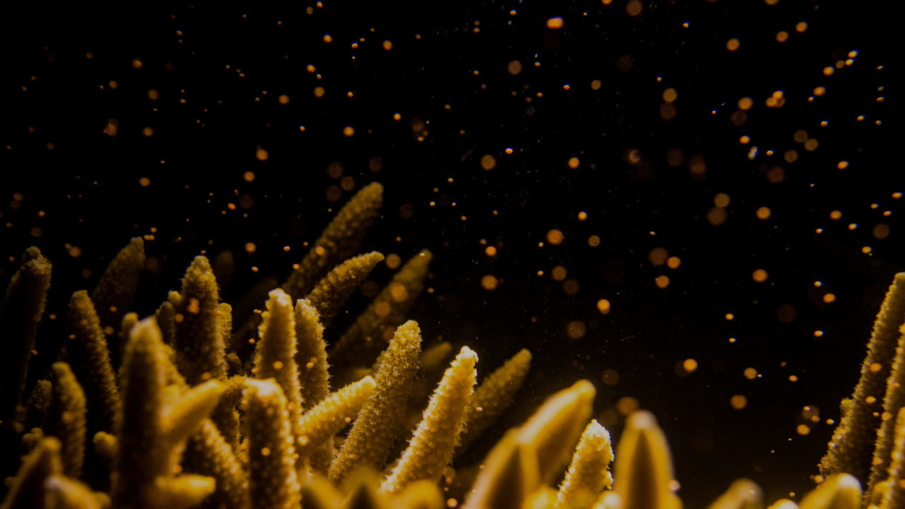 Coral Spawning on the Great Barrier Reef