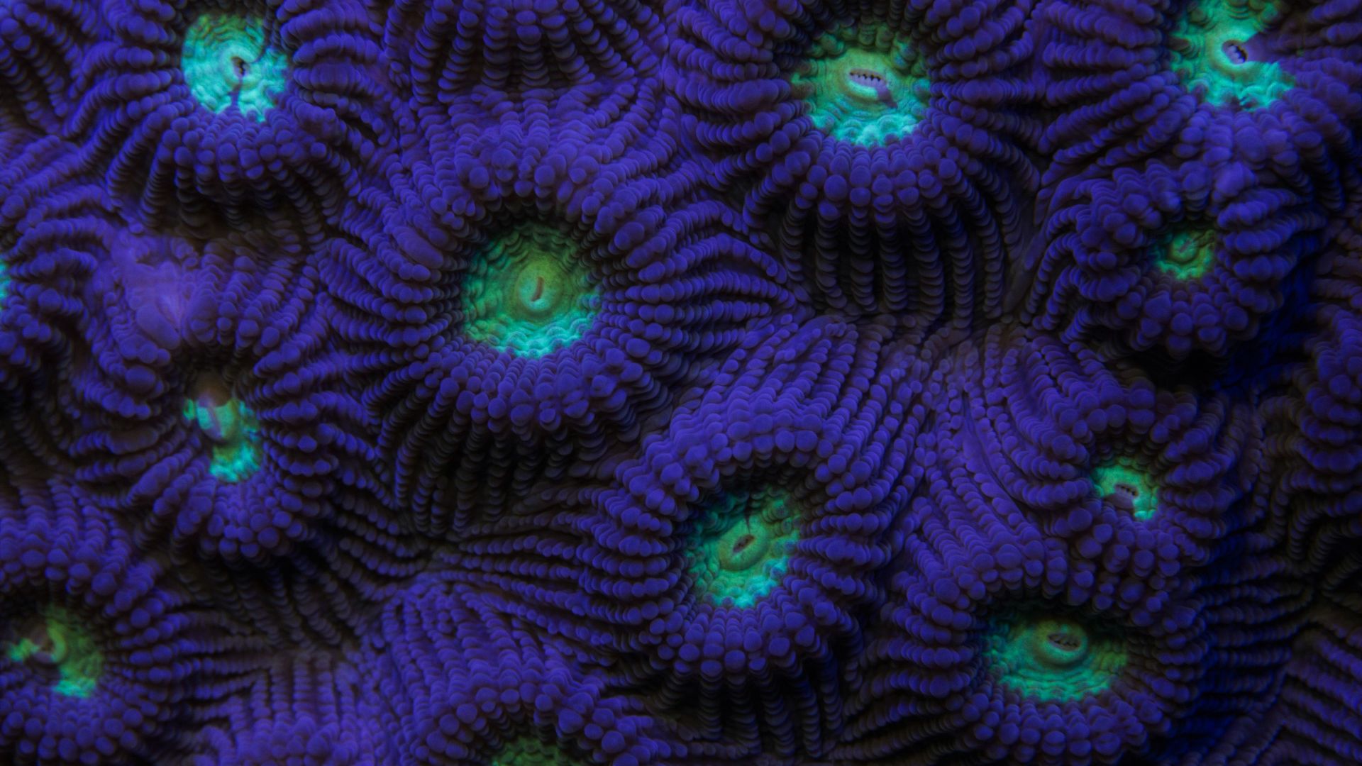 Do heat tolerant corals exist?