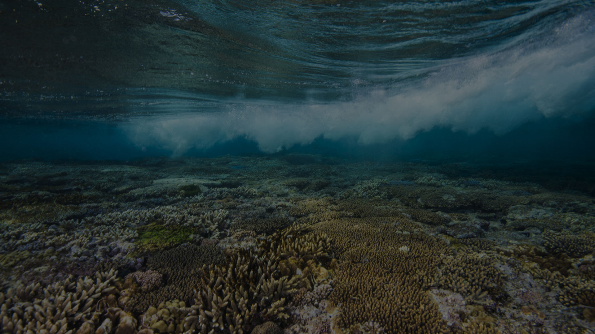 How El Niño impacts the Great Barrier Reef