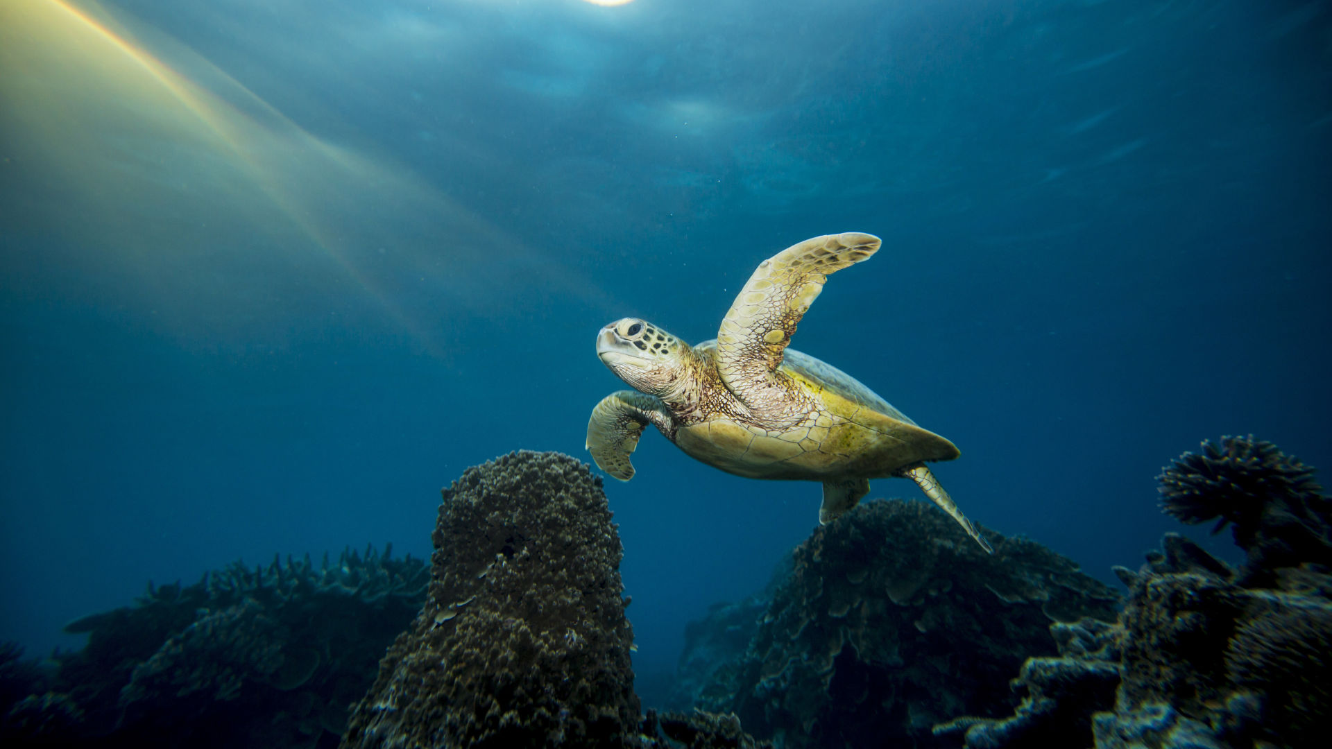 The oldest known sea turtle fossil is at least 120 million years old, making sea turtles some of the oldest creatures on the planet.