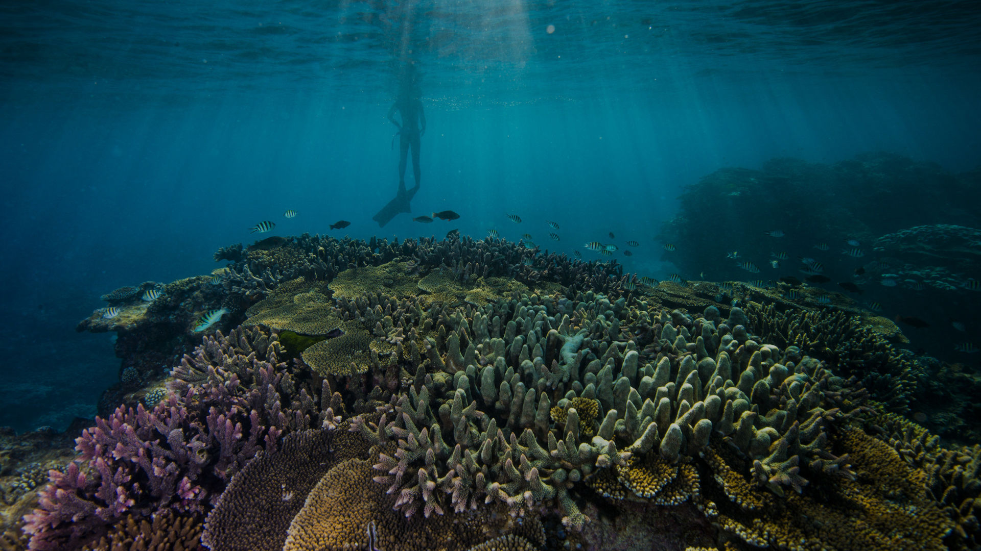 Great Barrier Reef Foundation Great Barrier Reef Foundation