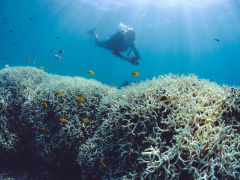 What happens if the great barrier reef dies