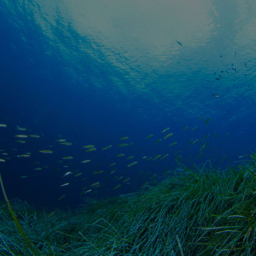Underwater shot of a seagrass meadow with fish swimming nearby. Shutterstock