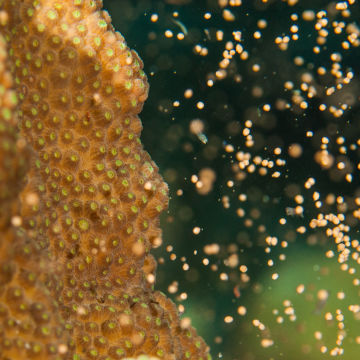 Coral Spawning 2024