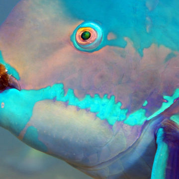 Parrotfish build sleeping bags made of mucus